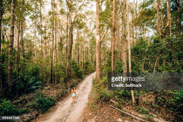 adventuring on fraser island - forest trail stock pictures, royalty-free photos & images