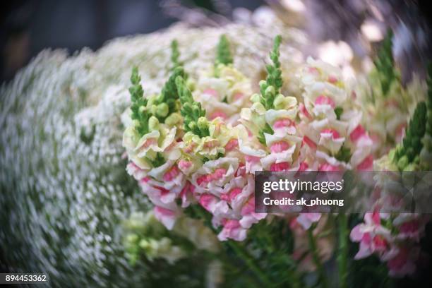 gladiolus on the art background - curd juergens stock pictures, royalty-free photos & images