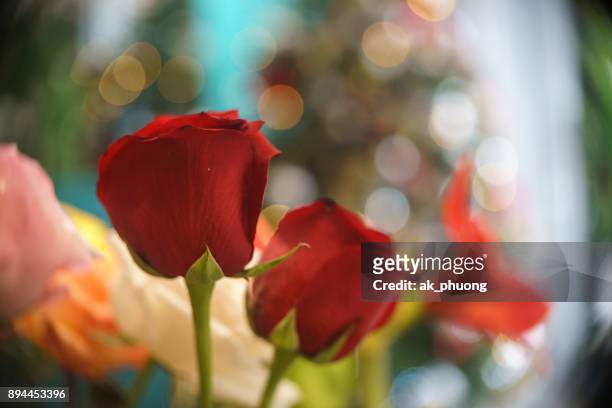 ecuador rose on art blur background - curd juergens 個照片及圖片檔