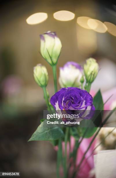 prairie gentian flower on art background - curd juergens stock pictures, royalty-free photos & images