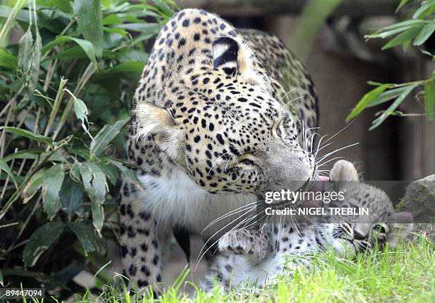 Leopard mother Saia plays with ner unnamed leopard cub in the zoo of Hanover, northern Germany on July 29, 2009. Saia gave birth to two leopard cubs...