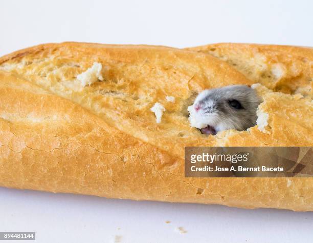 hamster, rodent, eating of a loaf on a white background. spain. - cute mouse 個照片及圖片檔