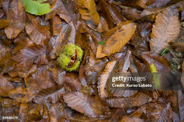 Ribeira Sacra. Lugo. Forest "Fraga do Rio". Chesnut.