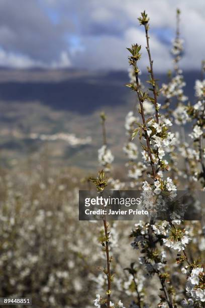 Jerte Valley. Extremadura. Cherry trees bloom.