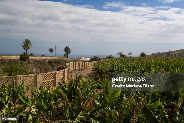 Gran Canaria. Canary Islands. Rural Hotel La Hacienda del Buen Suceso. Arucas.