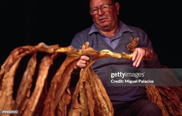 Old man drying tobacco.