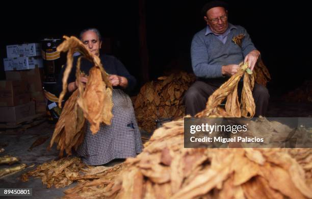 Elderly drying tobacco.