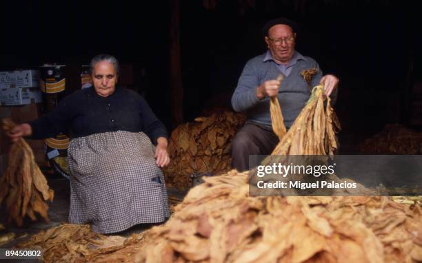 Elderly drying tobacco.