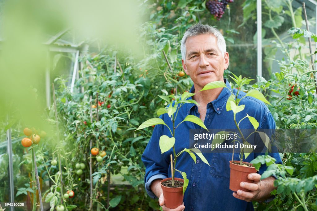 Man in greenhouse holding chilli pepper plants