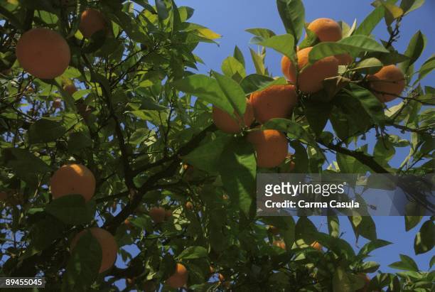 Orange tree Orange tree branches with fruits