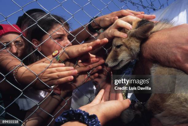 Children touch a fox Children touch a fox trough a metalic web