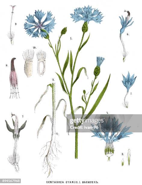 kornblume - kornblume stock-grafiken, -clipart, -cartoons und -symbole