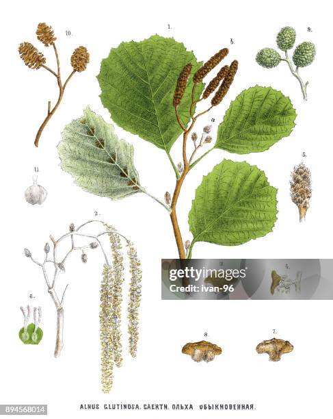 alder - alder tree stock illustrations