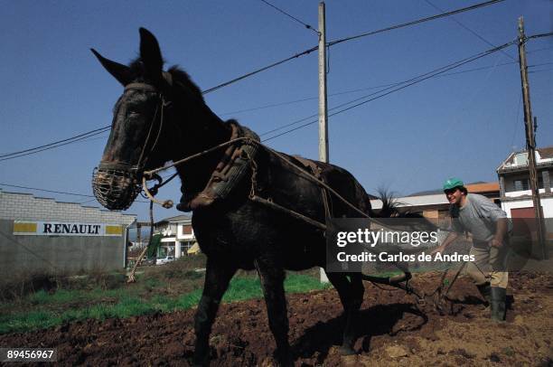 Farmer plowing with mule. Pinofranqueado. Las Hurdes. Caceres A farmer plowing the field with a mule