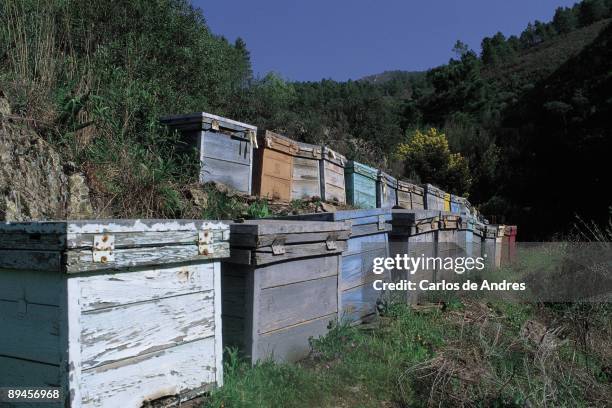 Beehives. Cabezo. Las Hurdes. Caceres Beehives of colors for the production of honey aligned in the field