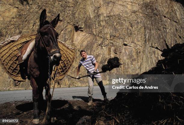 Form Mule Loading 331 Loaded Mule Stock Photos, High-Res Pictures, and Images - Getty Images