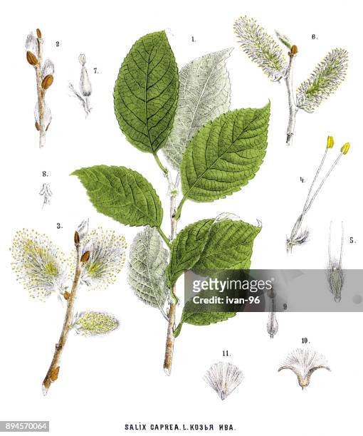 willow - willow tree stock illustrations