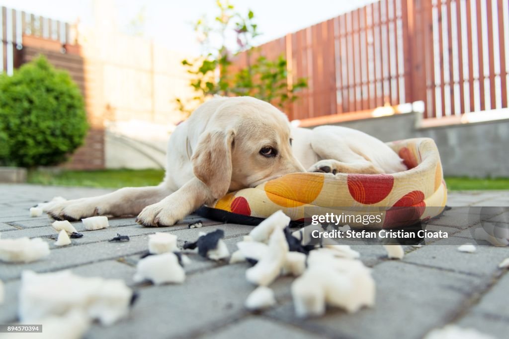 Guilty dog