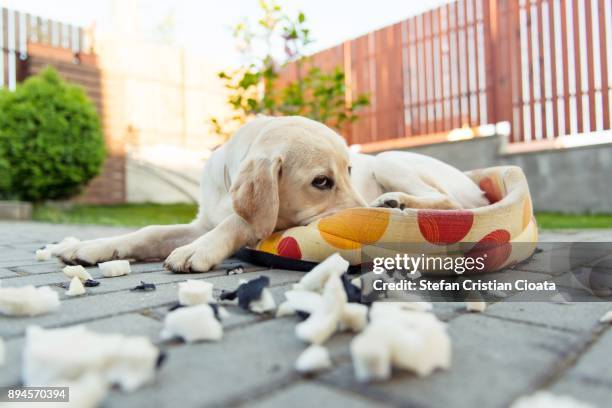 guilty dog - yellow labrador retriever stock pictures, royalty-free photos & images