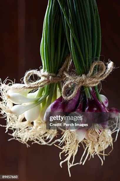 green onions and purple green onions - string of onions stock pictures, royalty-free photos & images