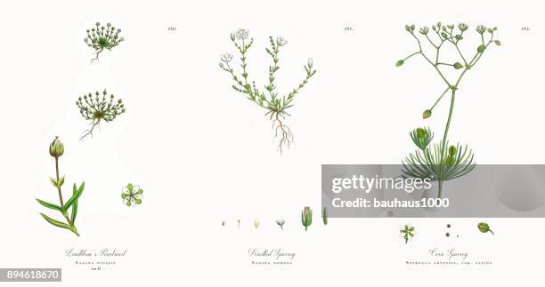 die lindblom mastkraut sagina nivalis, viktorianischen botanische illustration, 1863 - sandwort stock-grafiken, -clipart, -cartoons und -symbole