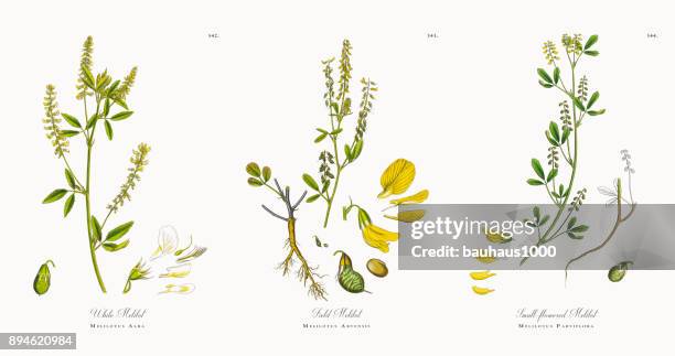white melilot, melilotus alba, victorian botanical illustration, 1863 - millet stock illustrations