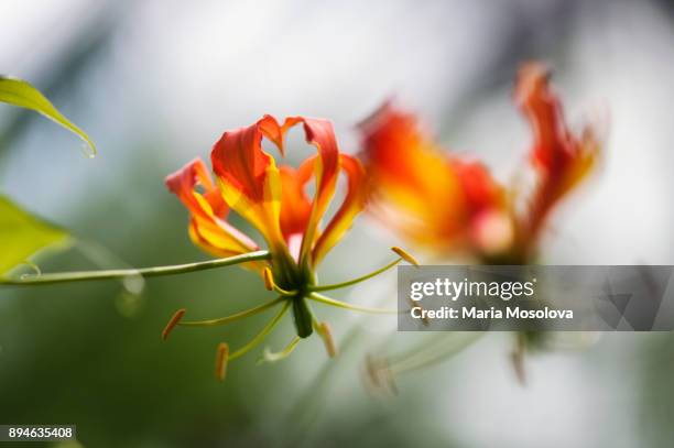 orange red flower of flame lily repetition - flame lily stock pictures, royalty-free photos & images