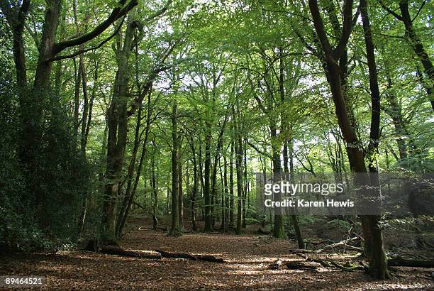 woodland glade - claro herboso fotografías e imágenes de stock