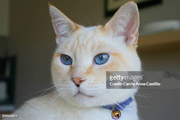 blue-eyed cat - stanislaus county stock pictures, royalty-free photos & images