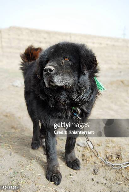 mastim tibetano - tibetan mastiff imagens e fotografias de stock