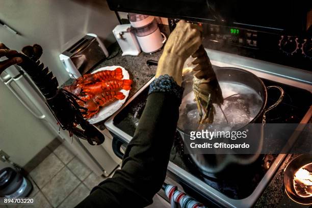 cooked lobsters - boiling stock pictures, royalty-free photos & images