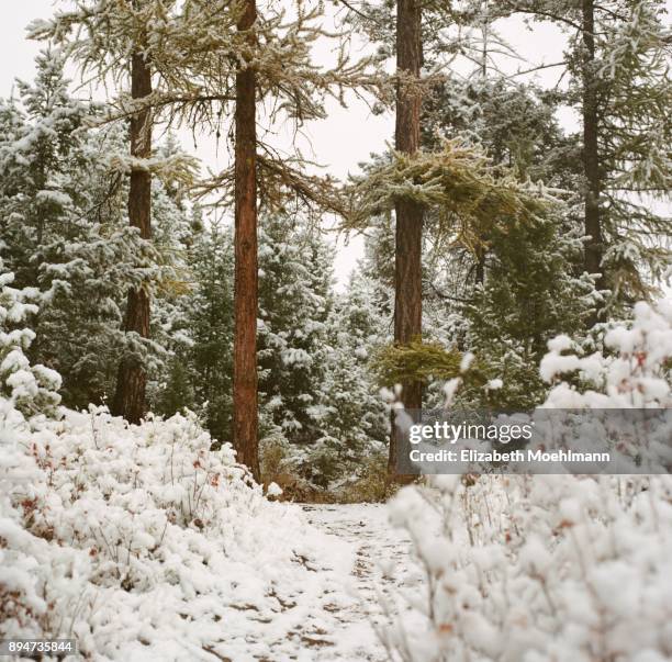 grand entrance into a montana forest - bright 2017 film stock pictures, royalty-free photos & images