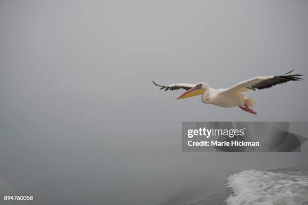 pelican flying high over walvis bay in namibia. - marie hickman all images stock pictures, royalty-free photos & images