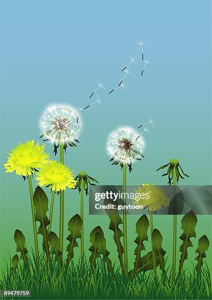 dandelions in summer - zygosporangium stock illustrations