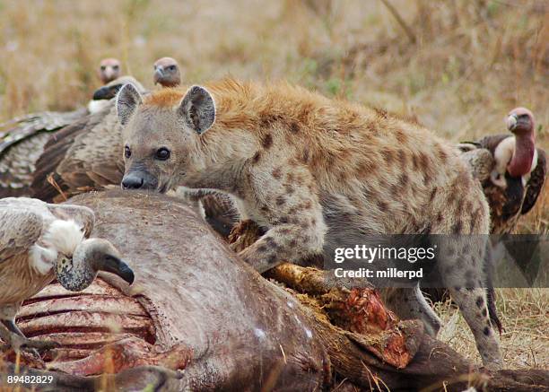 hungry hyena - rotten meat stock pictures, royalty-free photos & images