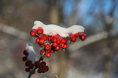 Winter Berry in December