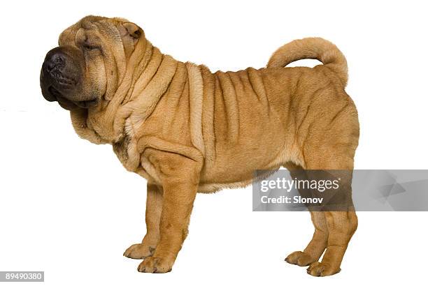 sharpei welpe - shar pei stock-fotos und bilder