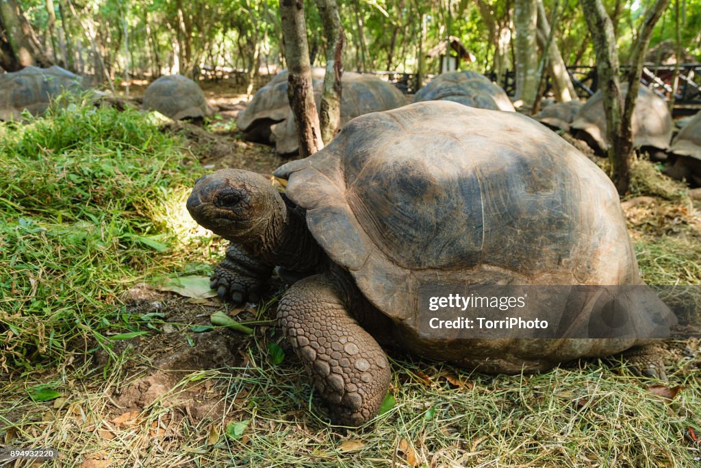 Close Up of Aldabra giant tortoise on Changuu Island