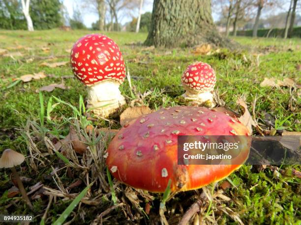 mushroom in the field - field mushroom stock pictures, royalty-free photos & images