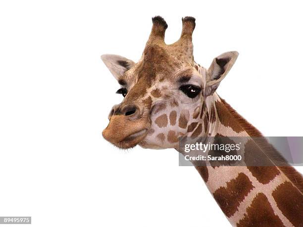 giraffe - white giraffe bildbanksfoton och bilder