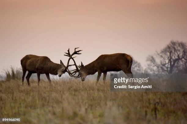 two deer rutting in richmond park - rutting stock-fotos und bilder