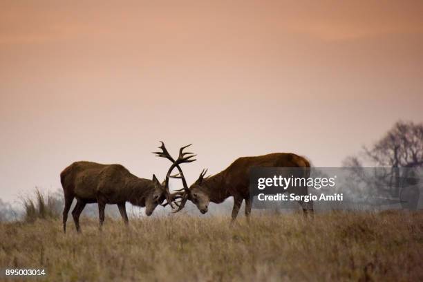 two deer rutting in richmond park - rutting stock pictures, royalty-free photos & images