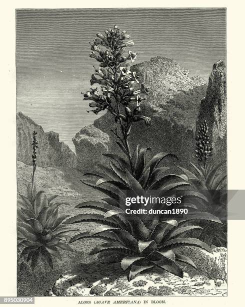 aloes, agave americana, in bloom, 19th century - americana aloe stock illustrations