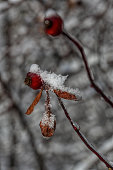 Winter Berry in December
