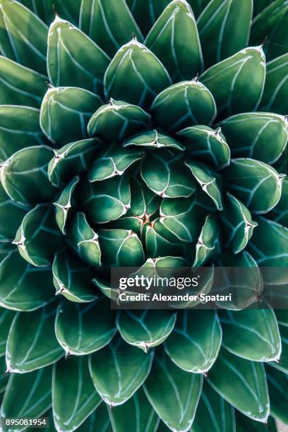 directly above view of cactus leaves - succulent plant fotografías e imágenes de stock