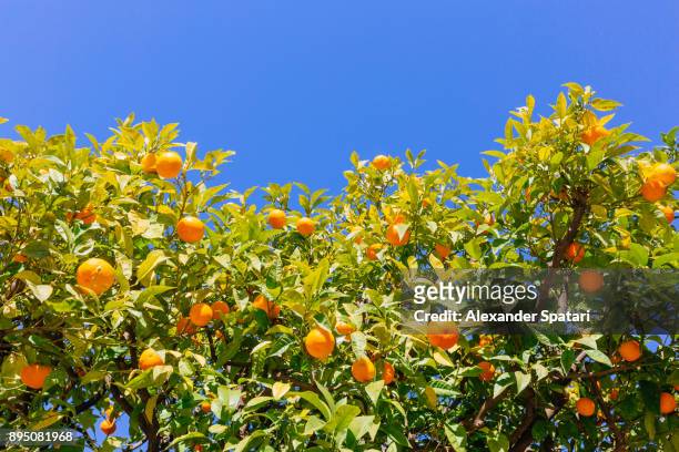 orange trees against blue sky, low angle view - オレンジの木 ストックフォトと画像