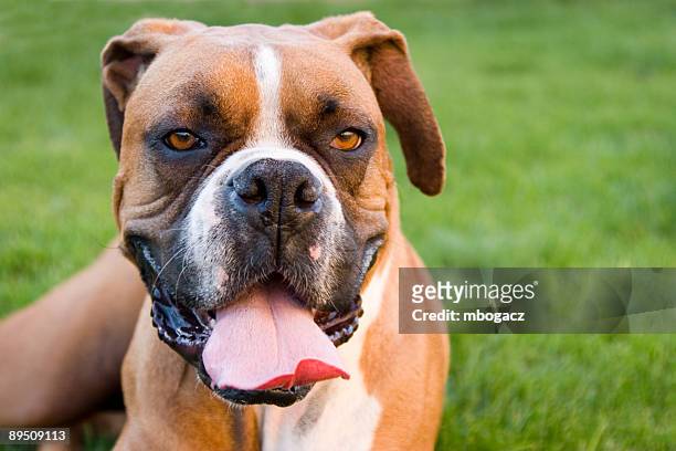 sleepy boxer - boxer dog playing stock pictures, royalty-free photos & images