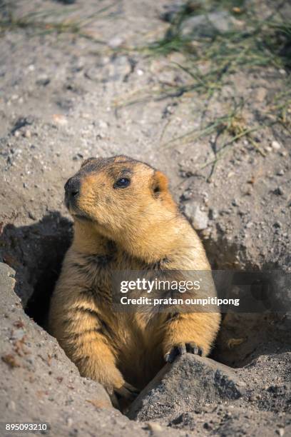 marmot in a hole - tierfinger stock-fotos und bilder