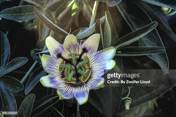 passionfruit flower - passion fruit flower images stock pictures, royalty-free photos & images