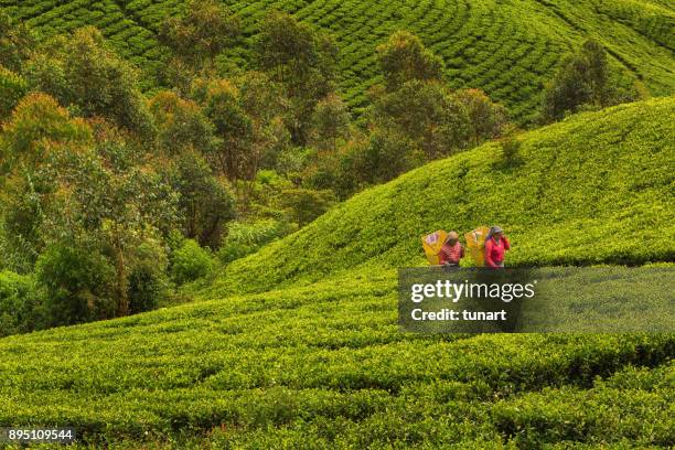 weibliche teepflückerinnen in terrassierten tee felder von sri lanka - sri lankische kultur stock-fotos und bilder